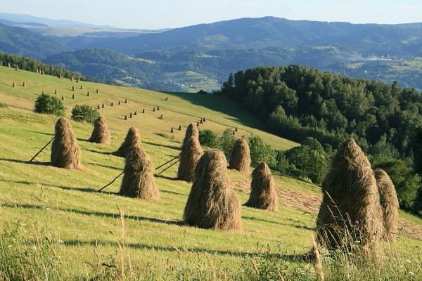 Jarzębaki