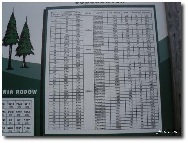 Doborowe drzewa