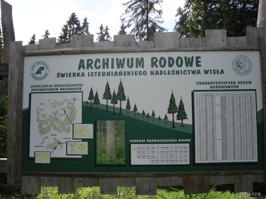 Archiwum rodowe świerka