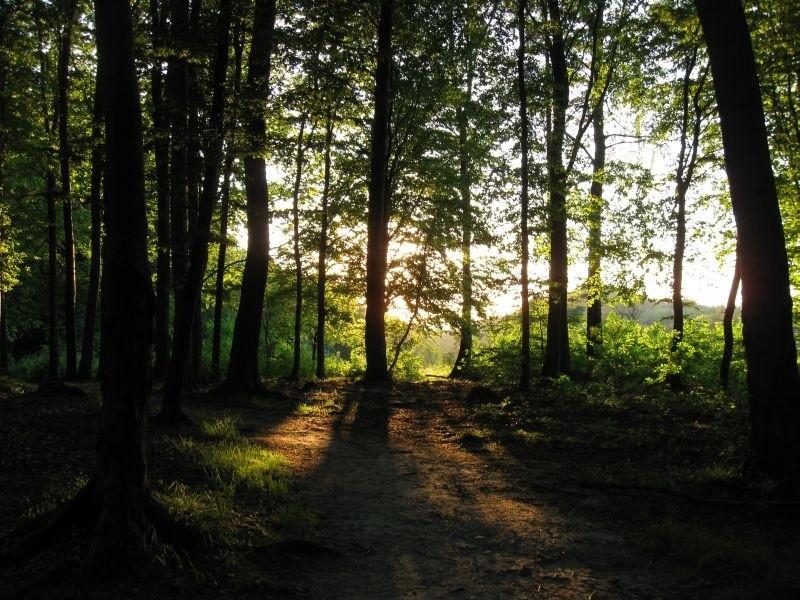 Przylasek.