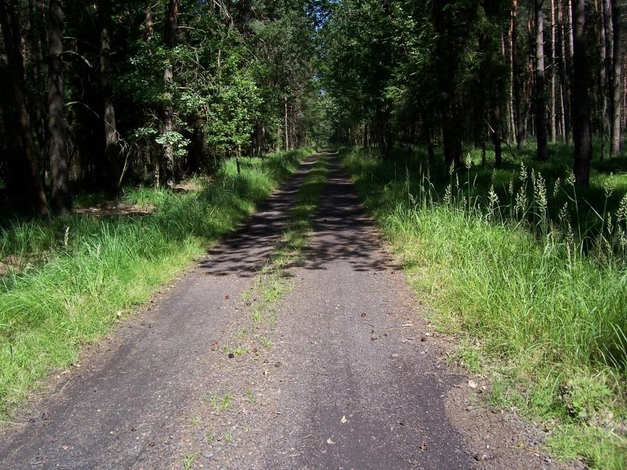ścieżki leśne