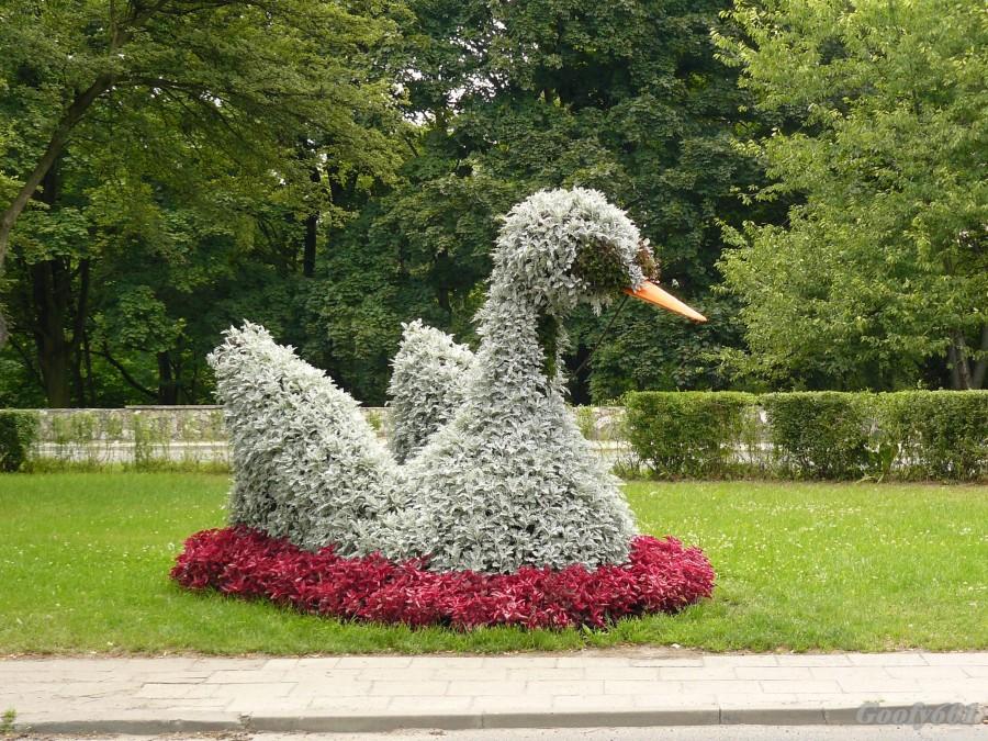 Łabędy :)