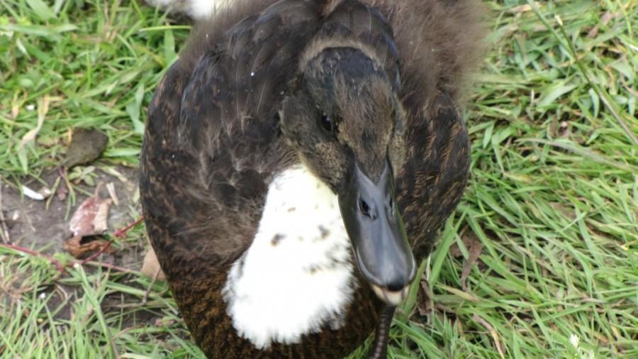 The duck