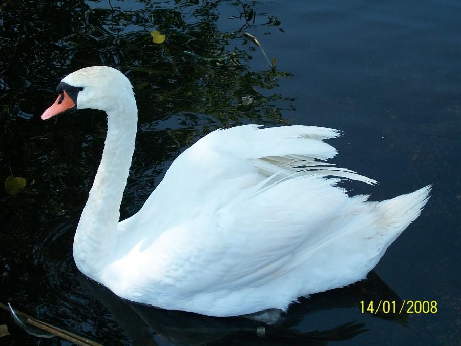 Łabędź w Bytomiu