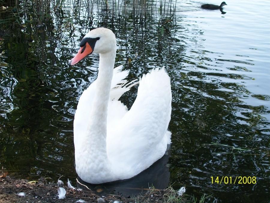 Łabędź w Bytomiu