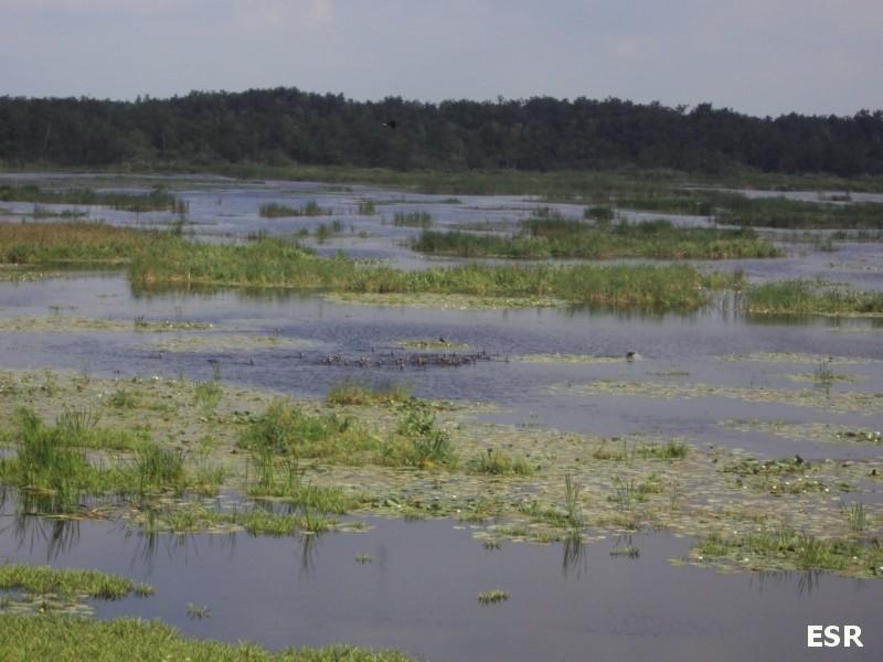 Jezioro Drużno.