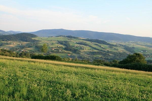 Koziniec