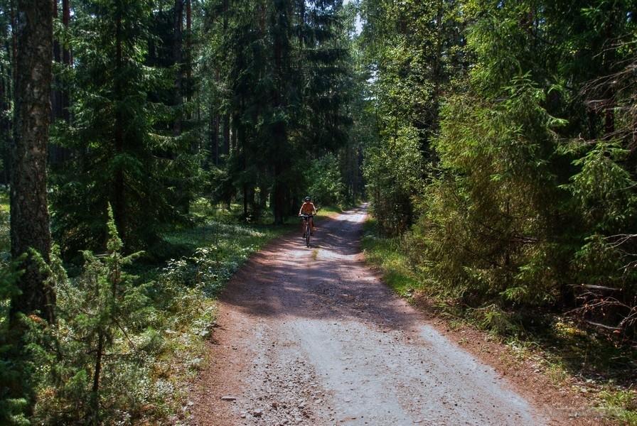 leśna ścieżka
