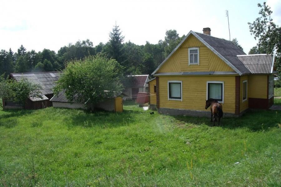 Qń, jest ich wiele a łosi nie ma