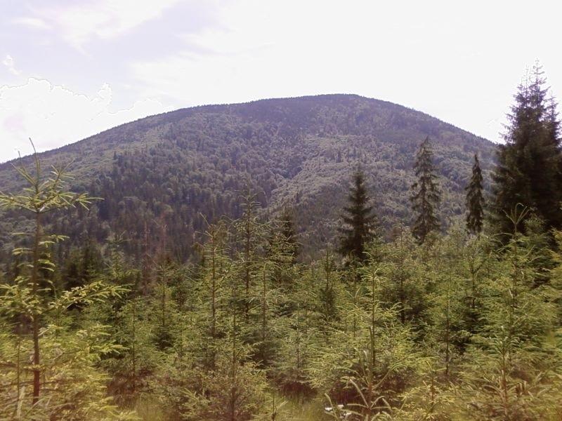 Muńcuł