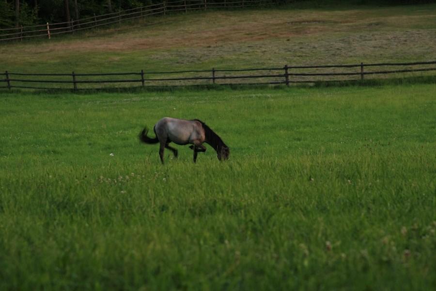 Konik Polski