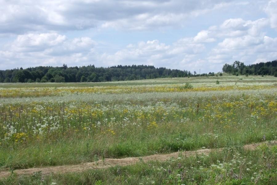 Widoczek