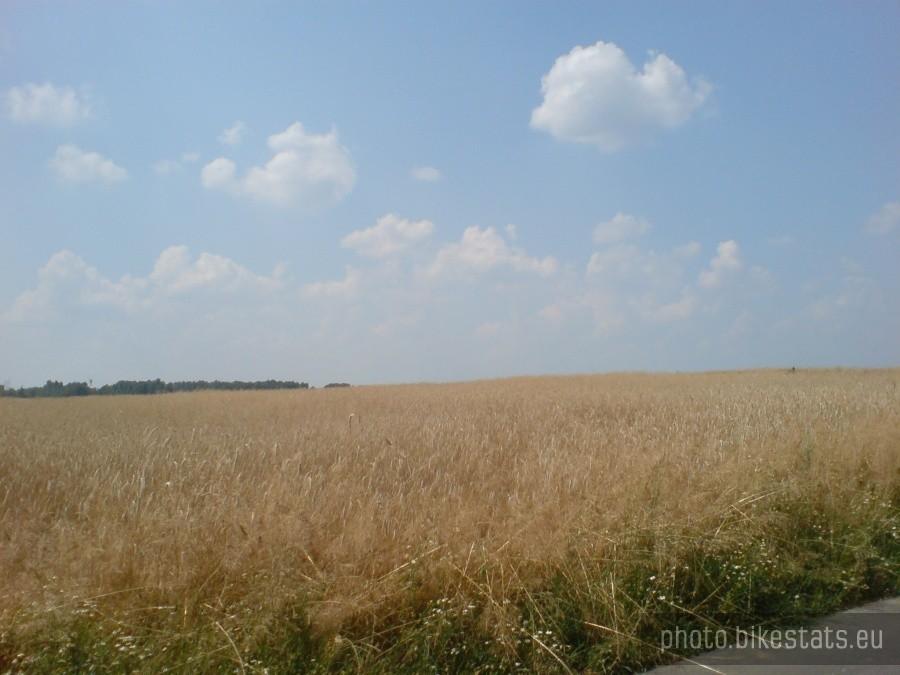 Siakieś pole