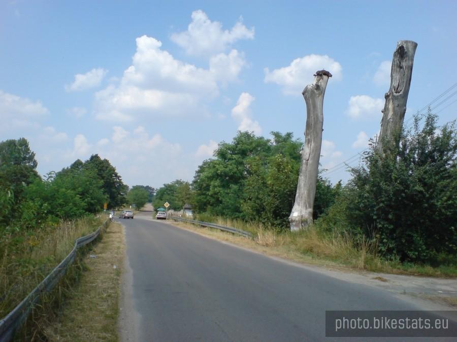 Siakieś dziwne badyle