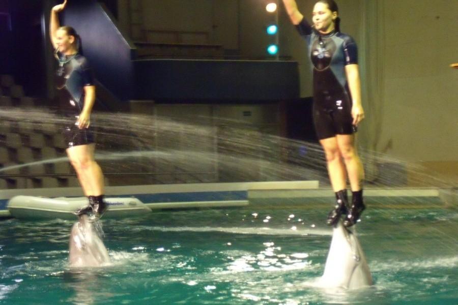 W delfinarium jest fantastycznie, delfiny w ilości 7 sztuk robią różne sztuczki:)