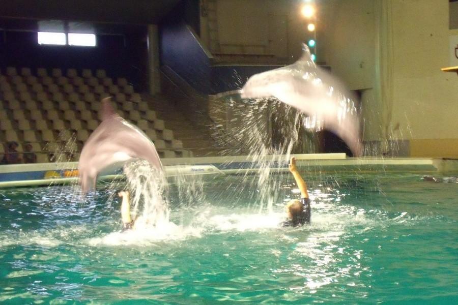 Delfiny skaczą, aportują, malują obrazki farbkami