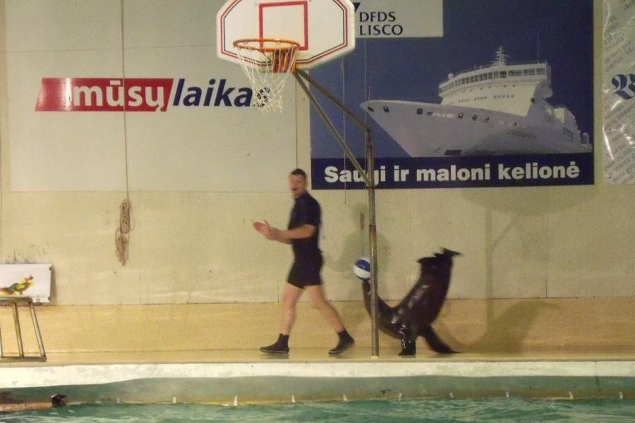 Po występach delfinów prezentują się foki