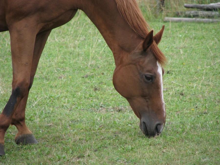 Konik :)