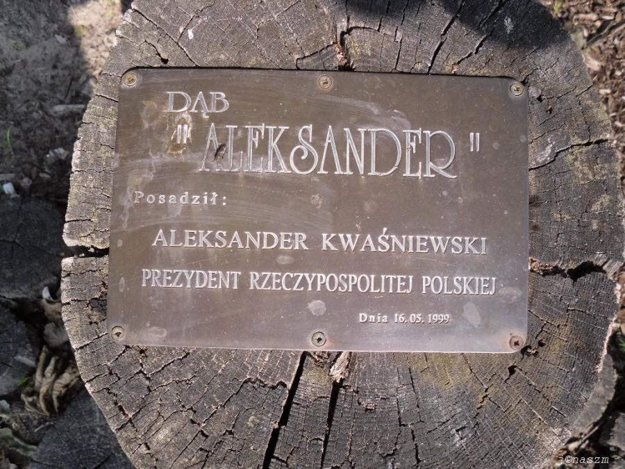 Dąb "Aleksander"