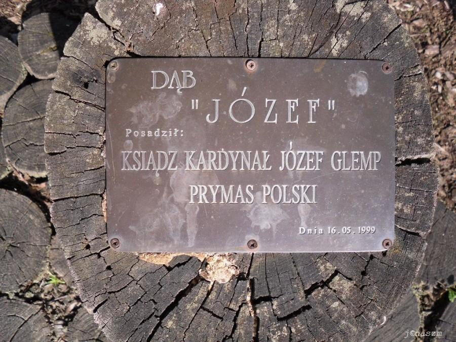 Dąb "Józef"