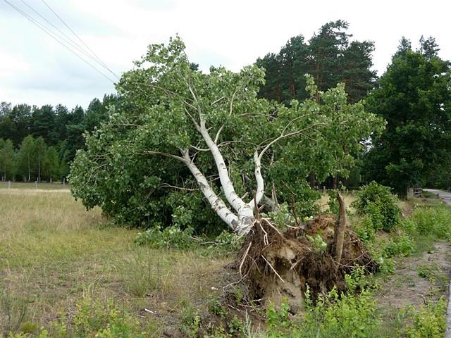 Efekt wczorajszej burzy w Jazgarce