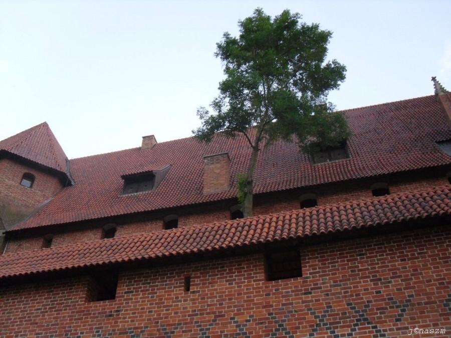 Samotne drzewko na murach Malborka