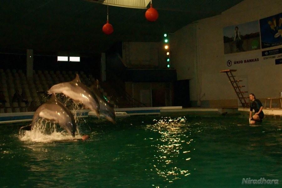 w delfinarium