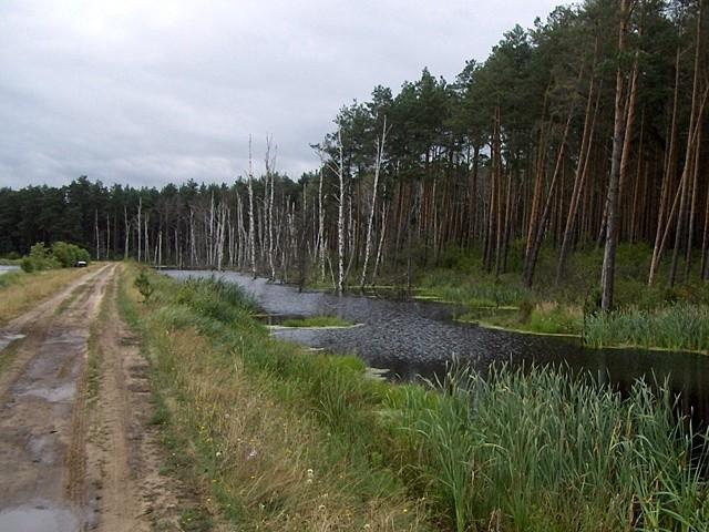 Taki sobie widoczek koło zalewu w Wykrocie