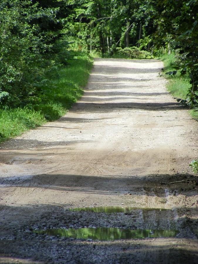 Gra cieni w Wielkim Lesie Czudeckim