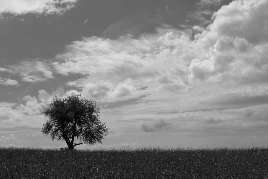 Drzewko + B&W