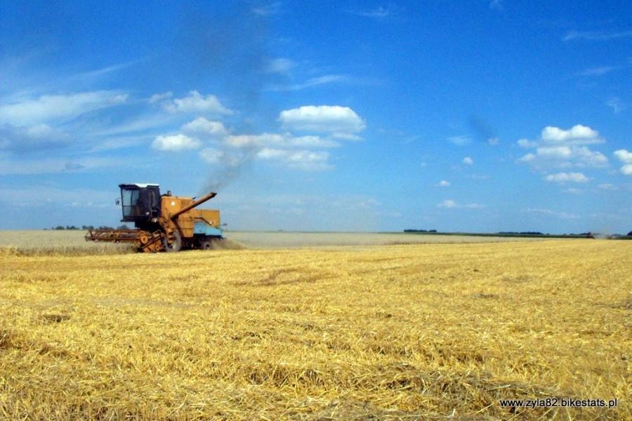 Żniwa w pełni I