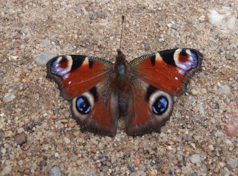 Motyl na ścieżce