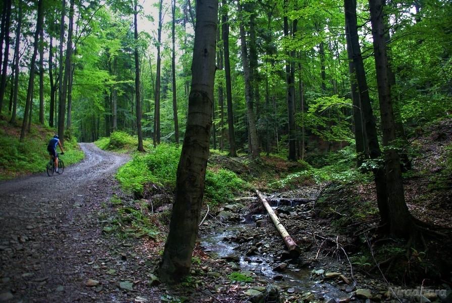 a to widok na plecy Kajmana