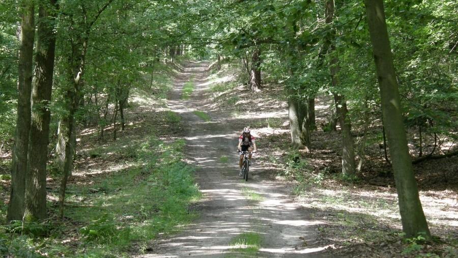 JPbike mknie przez las ...