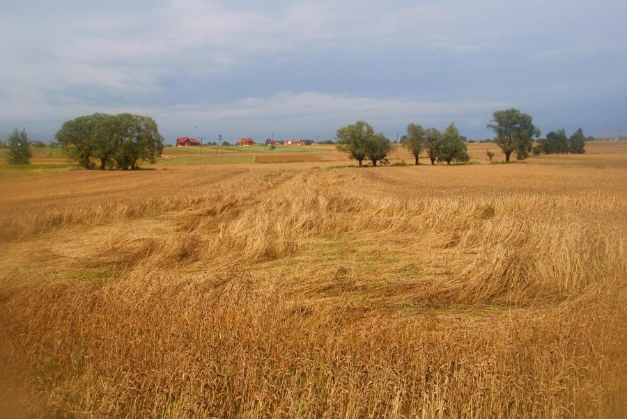 kręgi w zbożu