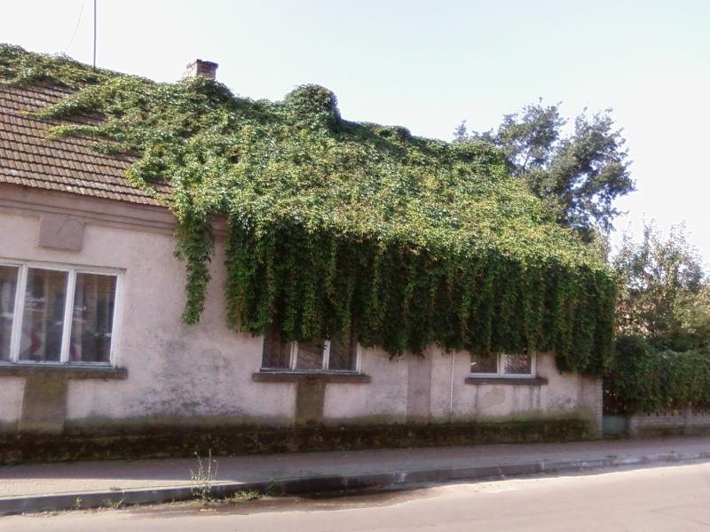 Bluszcz
