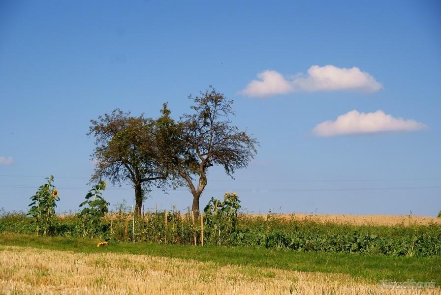 słoneczniki