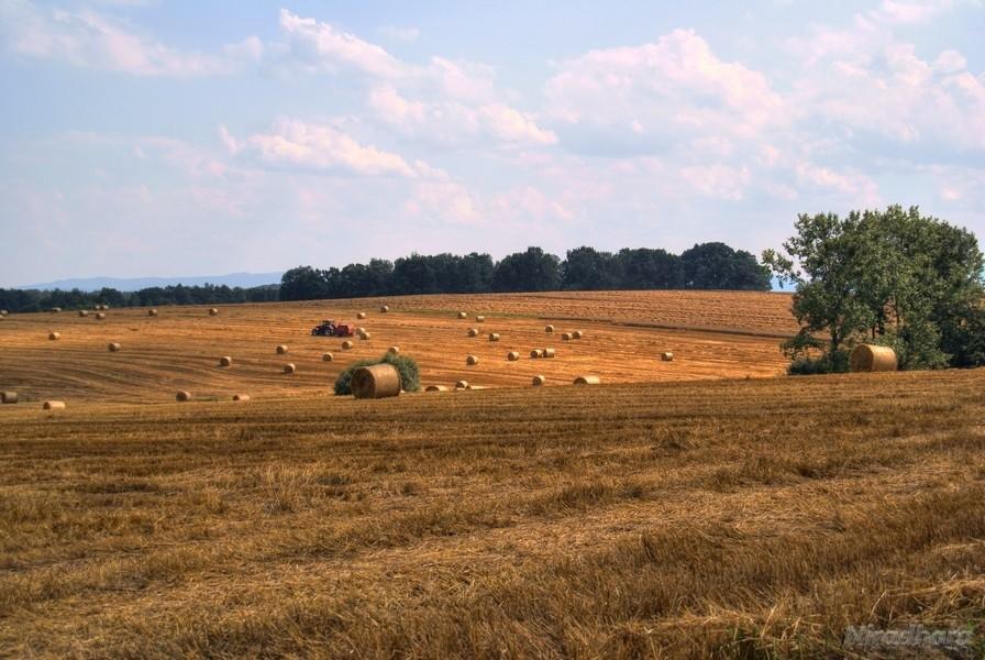 żniwa