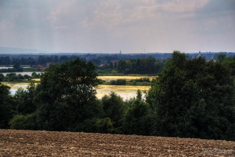 żywe złoto