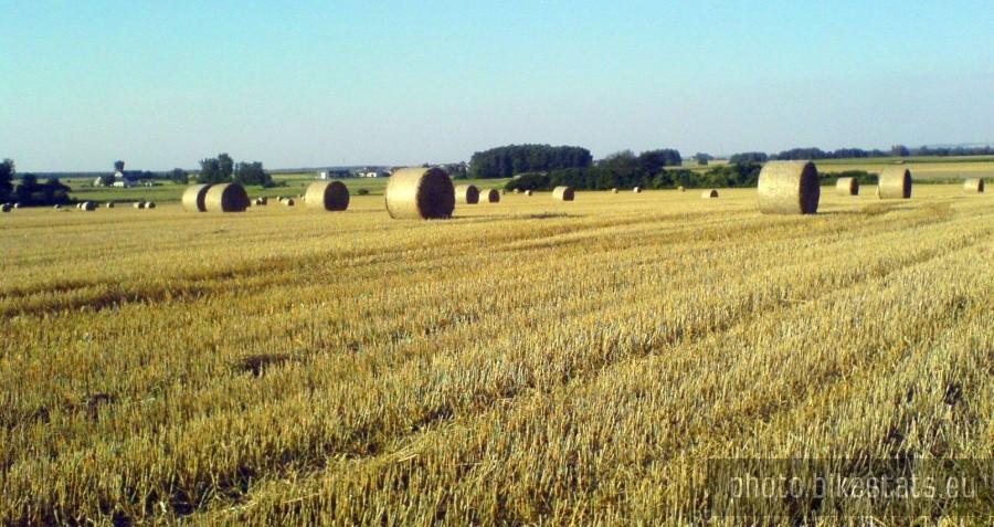 I po żniwach... Pole pomiędzy Zabierzowem a Rozkochowem