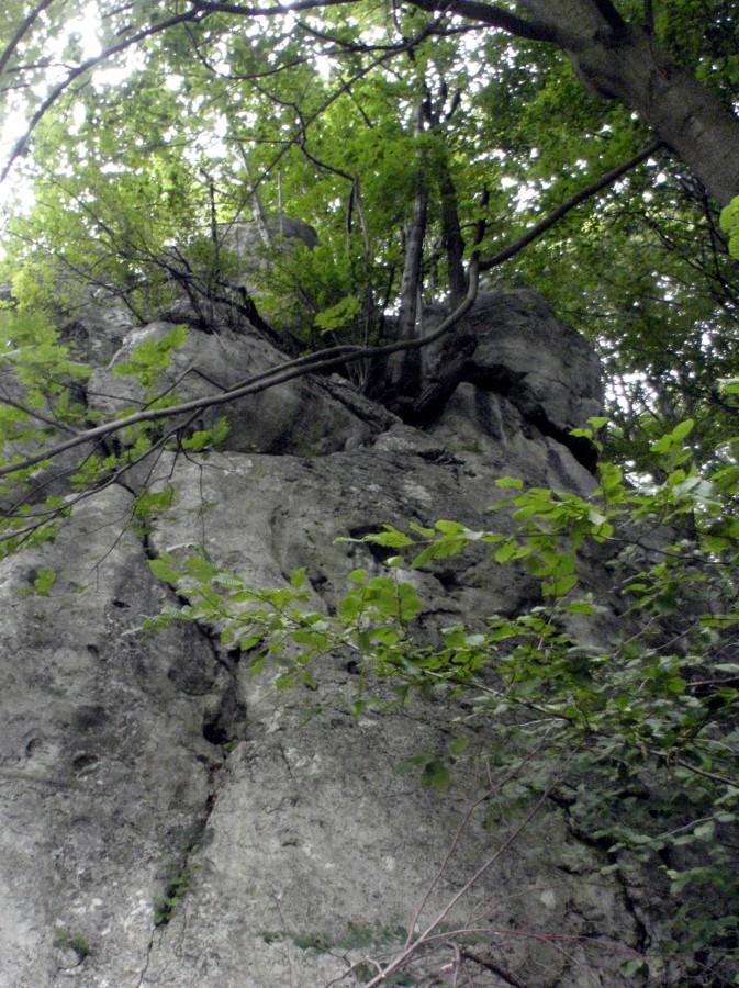 Drzewa wyrastające na skale