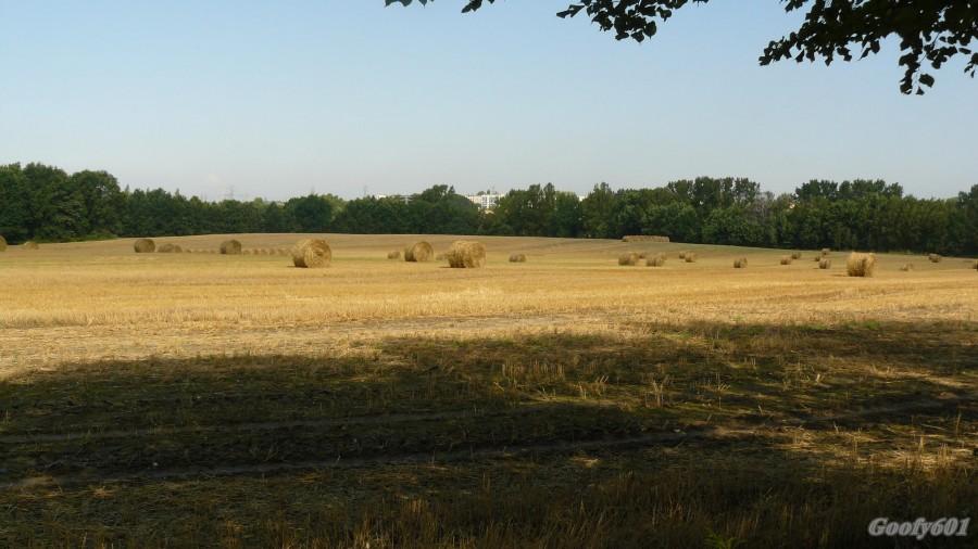 Mikulczyckie pola widziane ze ścieżki rowerowej