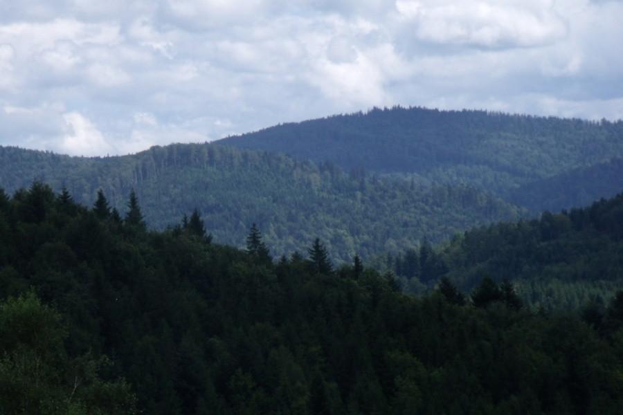 Widoczek