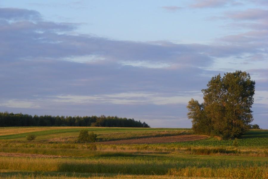 Gdzieś w drodze za Dębicą