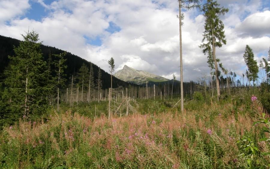 Piękny widok na słowacki , monstrualny Krivan, 2494 m