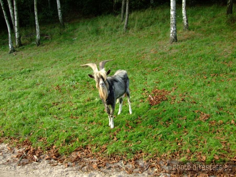kozieł