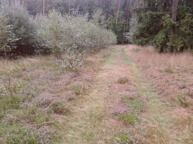 Wrzosy na szlaku
