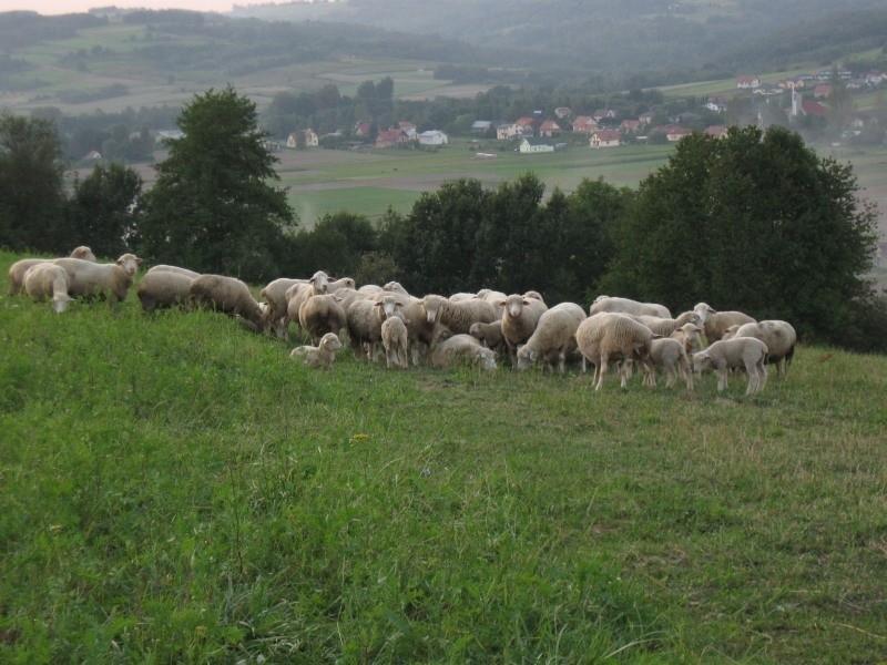 Owieczki przy Sanktuarium w Borku Starym.