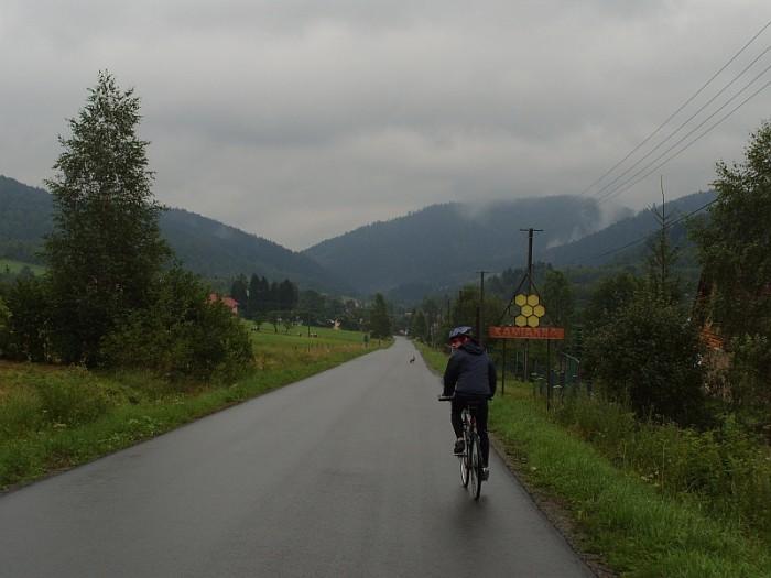 zając na drodze
