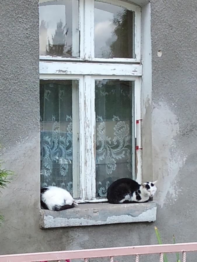 Koty idą dzisiaj spać.